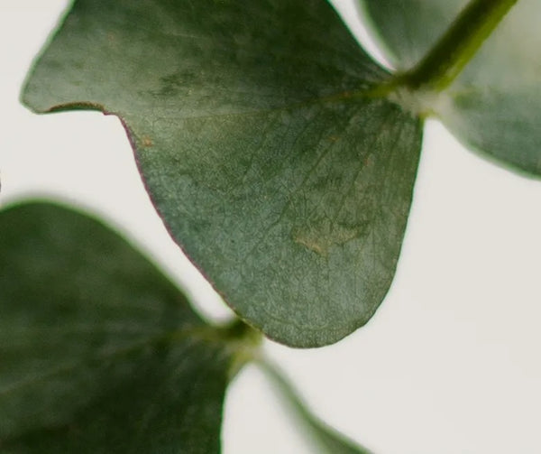 Heartleaf Quercetinol Pore Deep Cleansing Foam by Anua