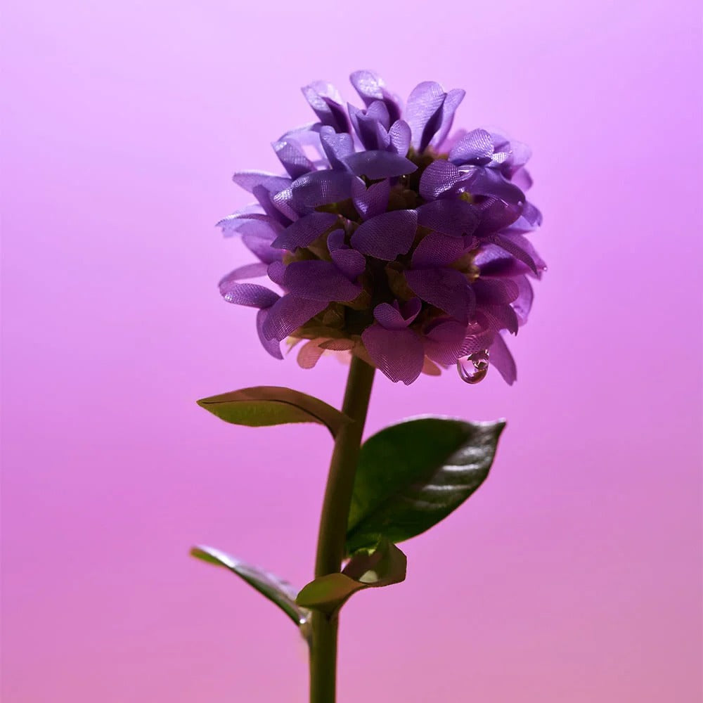 Sérum Preenchedor de Bakuchiol da EQQUALBERRY