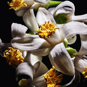 YSL Libre Eau de Parfum